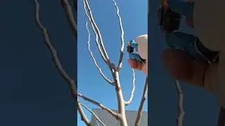 🌳ОБРЕЗКА МОЛОДОЙ ГРУШИ ПРОСТО МАРИЯ🍐 #обрезка #сад #груша