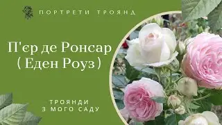 Витка троянда П'єр де Ронсар (Pierre de Ronsard) або Еден Роуз 85 (Eden Rose 85). Догляд, вимоги.