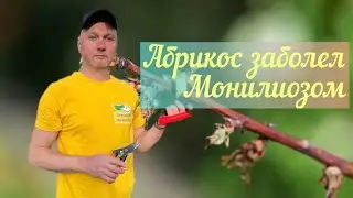 Монилиоз.Камедетечение.