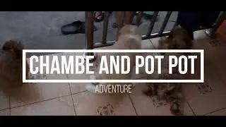 Chambe And Pot-pot Adventure