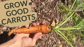 Growing Carrots at Home | All Your Questions Answered