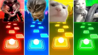 Doorbell Meow Cat vs Chipi Chipi Chapa Chapa Cat vs Vibing Cat vs Driving Cat - Tiles Hop EDM Rush