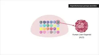 En masse organoid phenotypic analysis \ Cell, October 13, 2022 (Vol. 185, Issue 22)