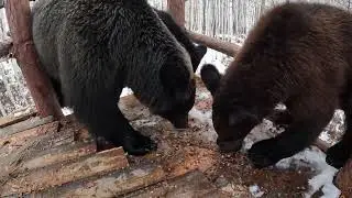 Каждому медведю по шишке.