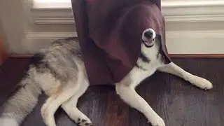 Huskies Are Proof That Humor Has No Limits 🤣 Funny Animals Videos 2024