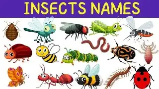 Insects Names | Insects Names in Hindi and English With Picture | Insects for kids