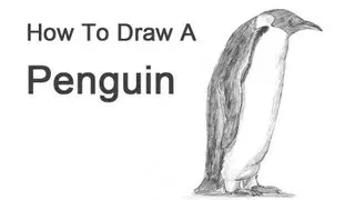 How to Draw a Penguin (Emperor)