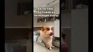 Отец пошутил над сыном! #рек #youtube #глобальныерекомендации #мем #мемныекоты #мемныекотики