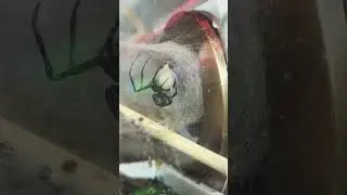 Northern Black Widow ( Latrodectus variolus) laying eggs timelapse #nature #spider #blackwidow