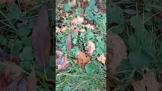 Огненная саламандра