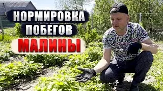 Нормировка побегов малины