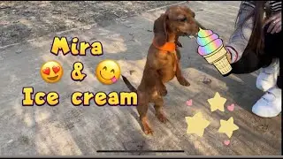 Такса в шоке от вкуса мороженого. Dachshund eating ice cream