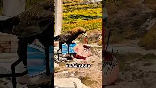 Águila Tira Tortuga En Una Cabeza 🐢