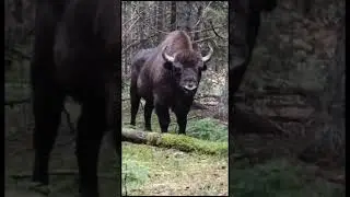 Зубр напал на охотника