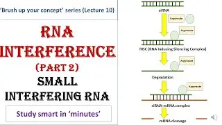 siRNA mechanism | Gene silencing | RNA interference by siRNA