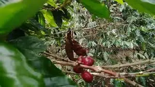 Jalan-jalan ke Kebun Kopi | Takengon Surganya Kopi Gayo