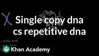 Telomeres and single copy DNA vs repetitive DNA | MCAT | Khan Academy