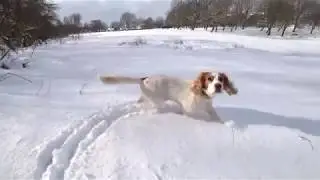 Dawson, Cocker Spaniel in snow