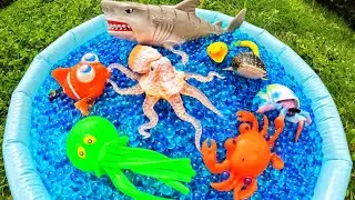 Learn Sea Animal Names for Babies Kids with Orbeez Waterbeads: Clown Fish Ribbon Eel Shark