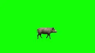 Top Free Green Screen Wild Pig Animations Bundle