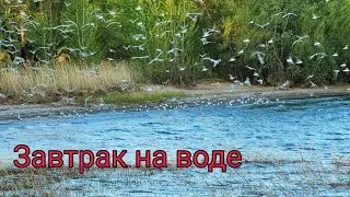 ЗАВТРАК ИЗ РАКУШЕК/ЧАЙКИ СУСКАНСКОГО ЗАЛИВА/ХРЯЩЁВКА/ТОЛЬЯТТИ/САМАРА/РОССИЯ