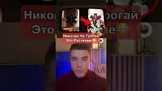 Никогда Не Трогай Это Растение‼️