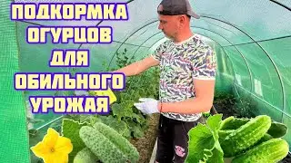 Подкормка огурцов для обильного урожая.