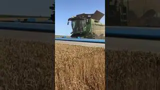 Уборка озимой пшеницы. Жатка срезает только колос 🌾 #сельскоехозяйство #сельхозтехника #джондир