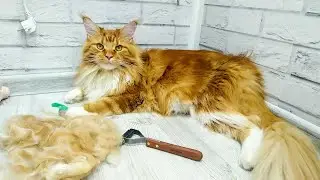 Мейн кун Степа. Вычесываем подшерсток стриппингом😼