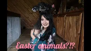 Easter Animals?! | Meet Some Of My Pets! | Basic Care