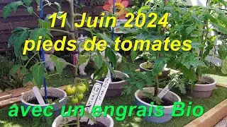 11 Juin 2024 pieds de Tomates avec un Engrais Bio