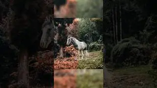 Осенняя цветокоррекция за 10 секунд 