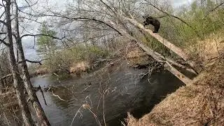 Всё как у медведей.