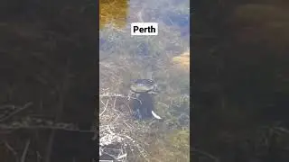 Turtle Swimming at Joondalup Lake 