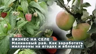 Бизнес на селе #40. Малиновый рай. Как заработать миллионы на ягодах и яблоках?