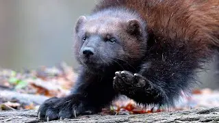 Росомаха - зверь не знающий страха! Он вступает в битву с волком, оленем, пумой и даже медведем...