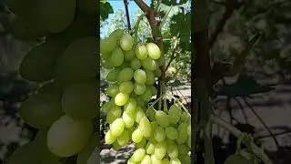 Кишмиш REGAL seedless в Полтаві на прищепі