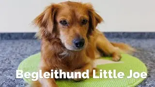 Tierische Lernpause im LBZ Koblenz