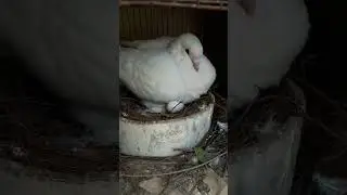 The pigeon is humming the egg