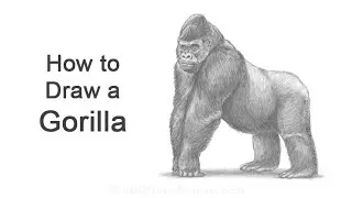 How to Draw a Gorilla