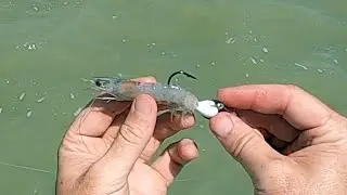 How To Rig & Fish FROZEN SHRIMP For Inshore Slams