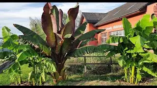 Bananowce w Polsce też rosną, musa basjoo, ensete ventricosum maurelli