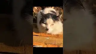 ПОЧЕМУ ШАУРМА ТАК ПОПУЛЯРНА В ТУРЦИИ  СОВСЕМ НЕТ СОБАК? Совпадение? Просто турки очень любят кошек!