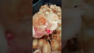 Отдаем бесплатно!!!
