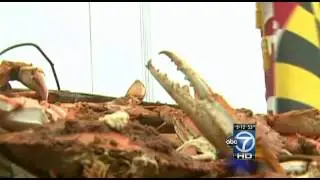 Blue crab population in Va., Md. drops, report says