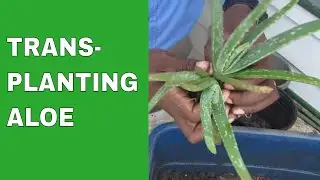 Transplanting Aloe • Multiplying Bounty!