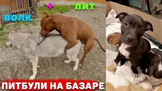 ПИТБУЛЬ И ВОЛК БРАЧНЫЕ ИГРЫ. ЩЕНКИ ПИТБУЛЯ НА БАЗАРЕ.