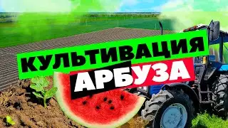 Культивация 🚜🌱🍉 26 05 22