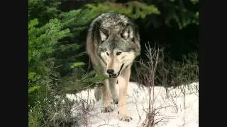 Howl 2
