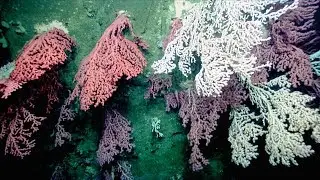 Ocean Frontiers III: Deep Sea Coral Research & Protection